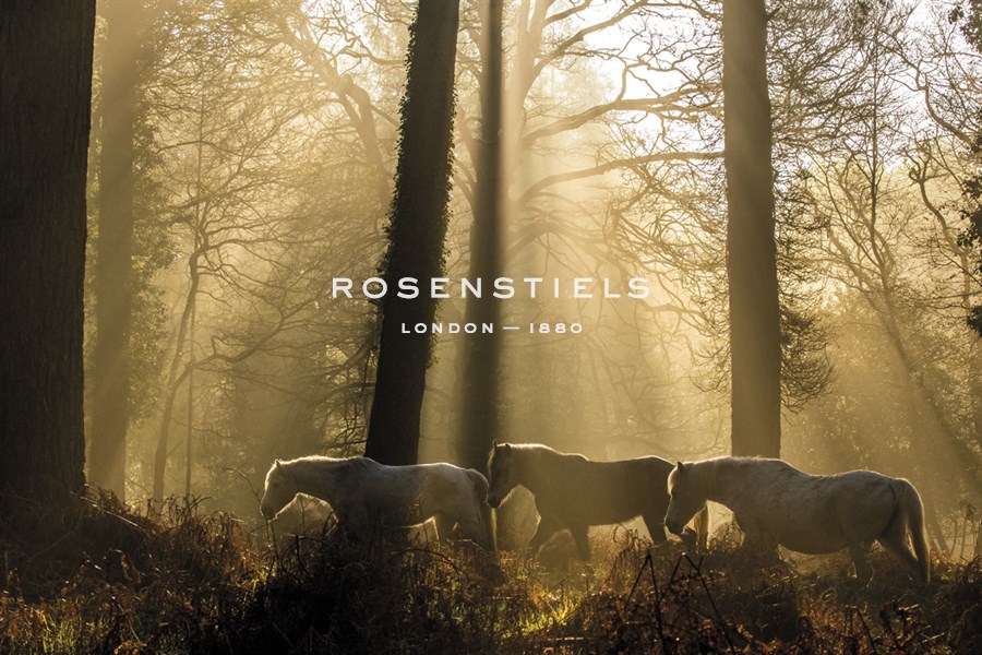 A Walk in the Forest - Matt Roseveare