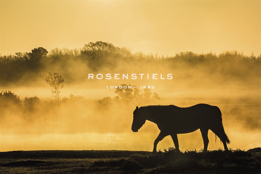 Solitude at Dawn - Matt Roseveare
