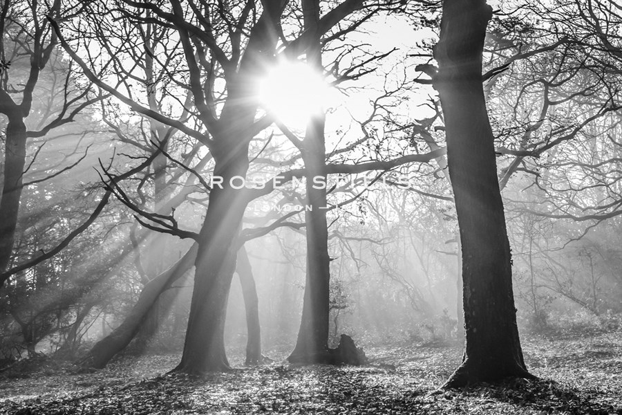 Light in the Forest - Matt Roseveare
