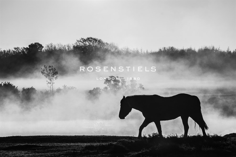 Solitude at Dawn - Noir - Matt Roseveare
