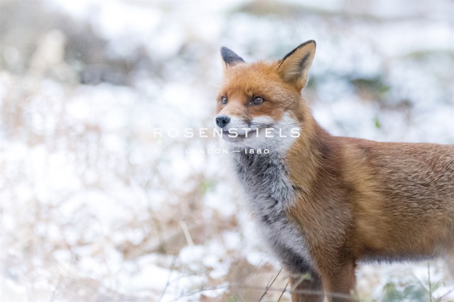 Snowfall Fox - Matt Roseveare