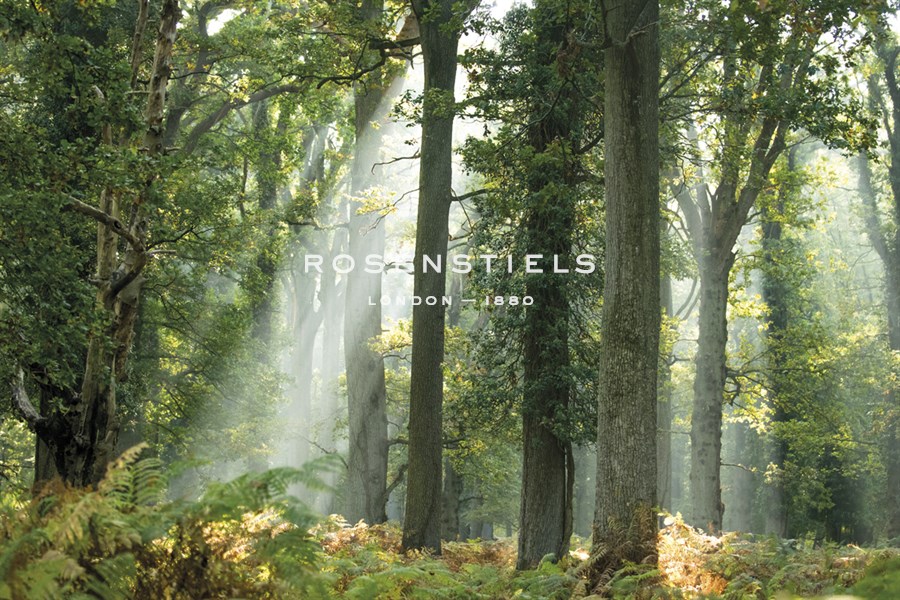 Woodland Rays - Matt Roseveare