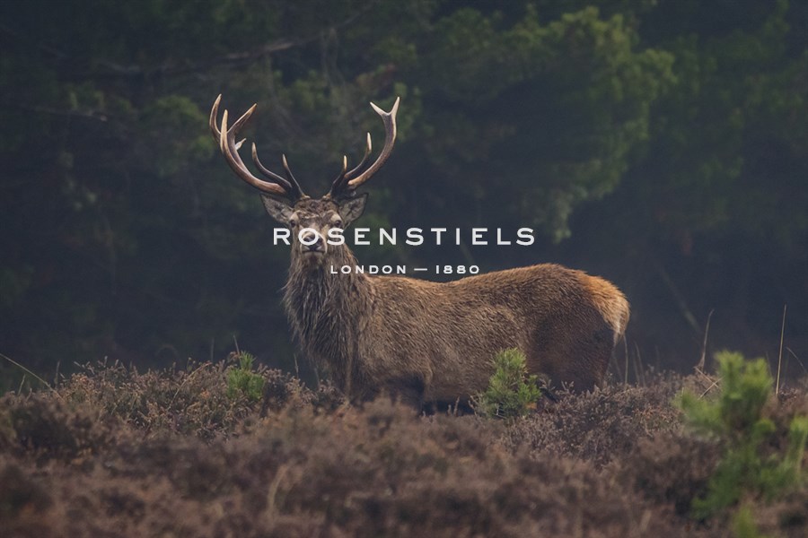 Lone Stag - Matt Roseveare