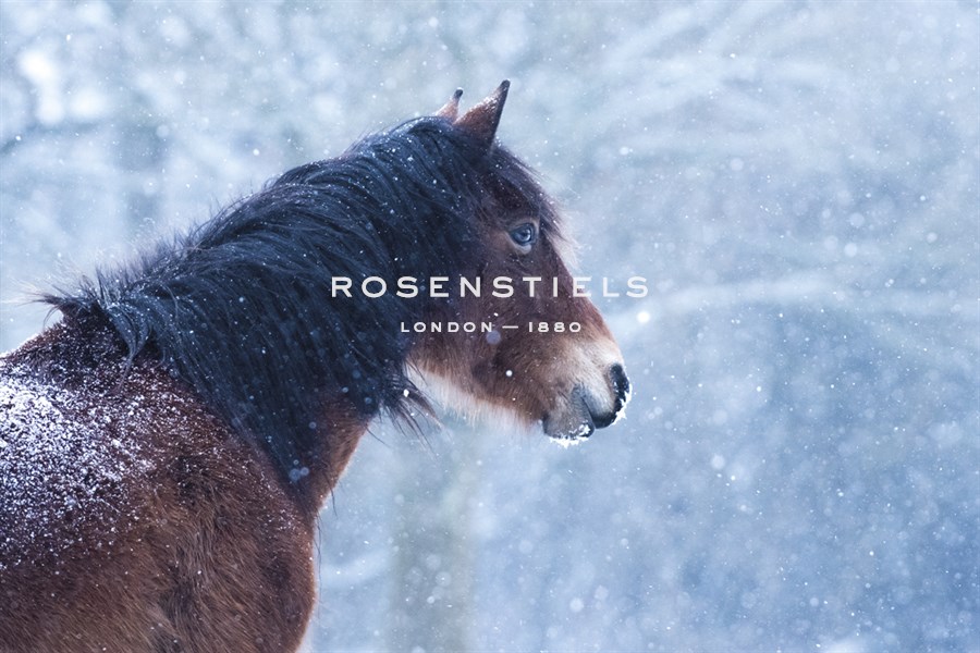 In the Snow - Matt Roseveare