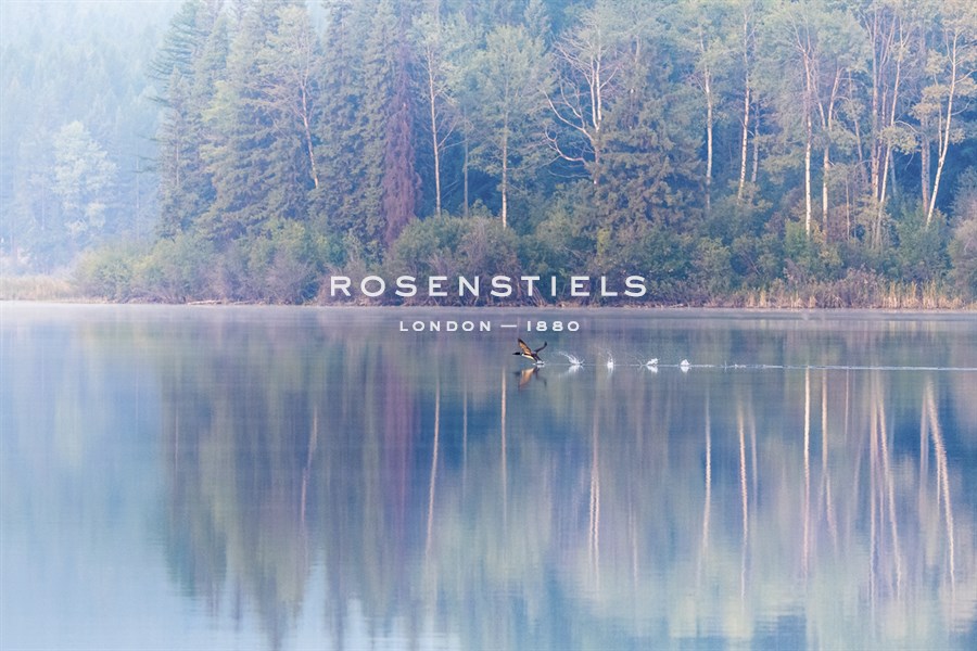 Loon on a Lake - Matt Roseveare