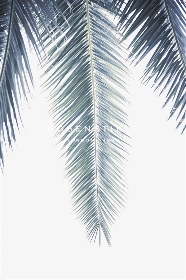 Palm Revive - Irene Suchocki