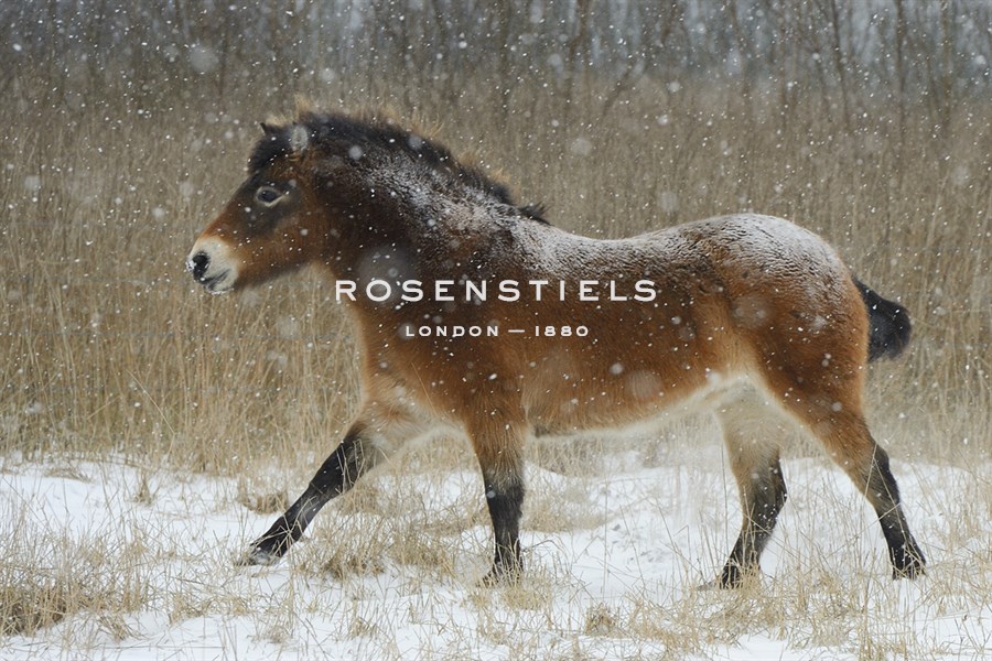 Snow Wandering - Staffan Widstrand