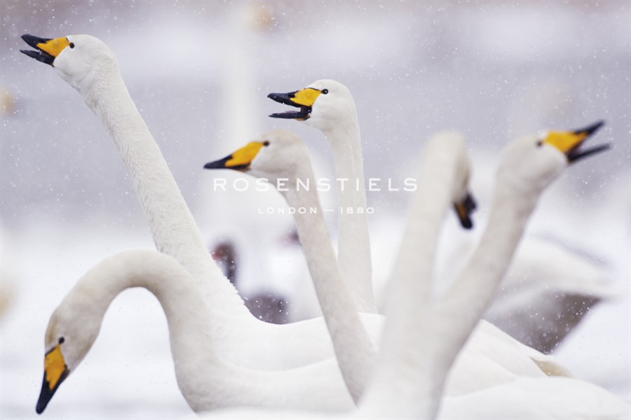 Whooper Swans - Staffan Widstrand