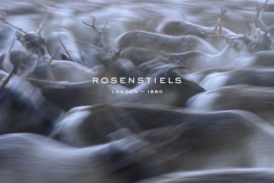 Herd in a Hurry - Staffan Widstrand