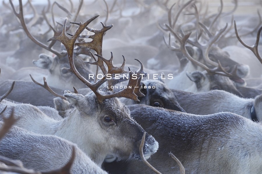 A Pause in the Herd - Staffan Widstrand