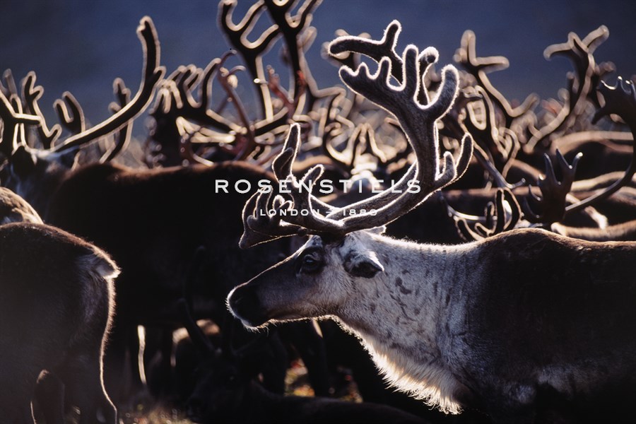 Herd in the Sun - Staffan Widstrand