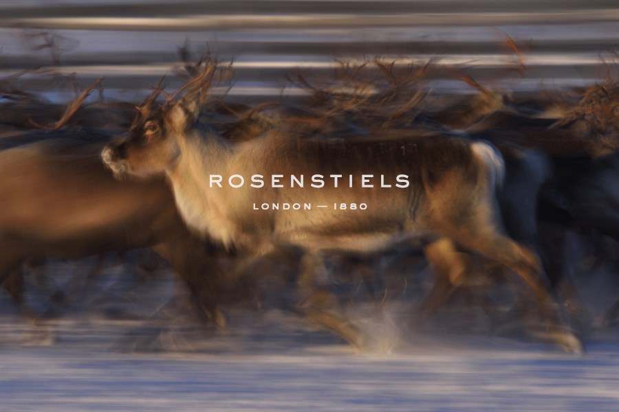 Dashing - Staffan Widstrand