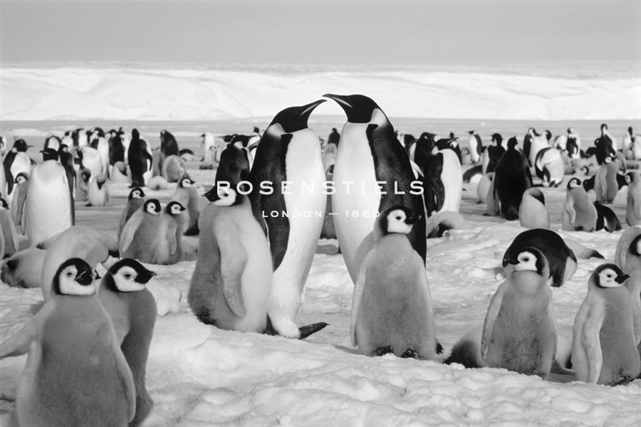 Emperor Huddle - Kurt Scholz