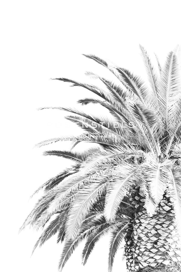 Palm Spring - Noir - Irene Suchocki