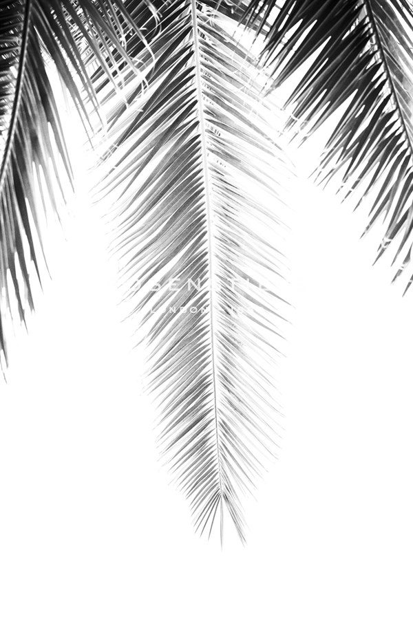 Palm Revive Noir - Irene Suchocki