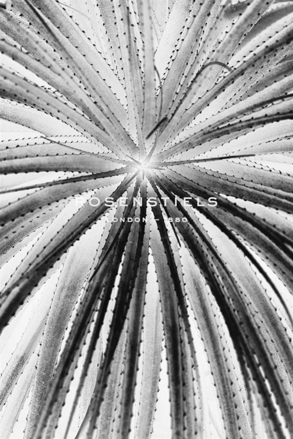 Palmera Shift - Irene Suchocki