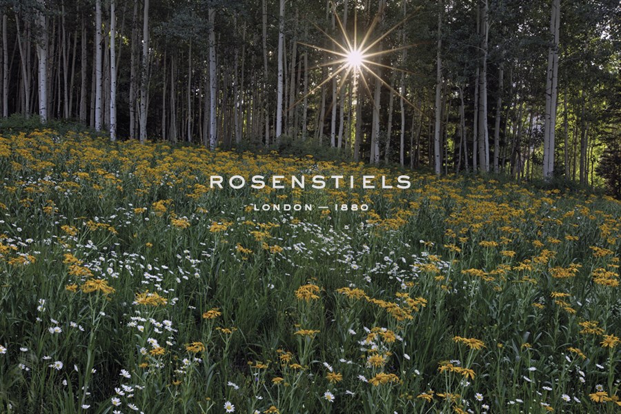 Forest Sunburst - Michael Greene