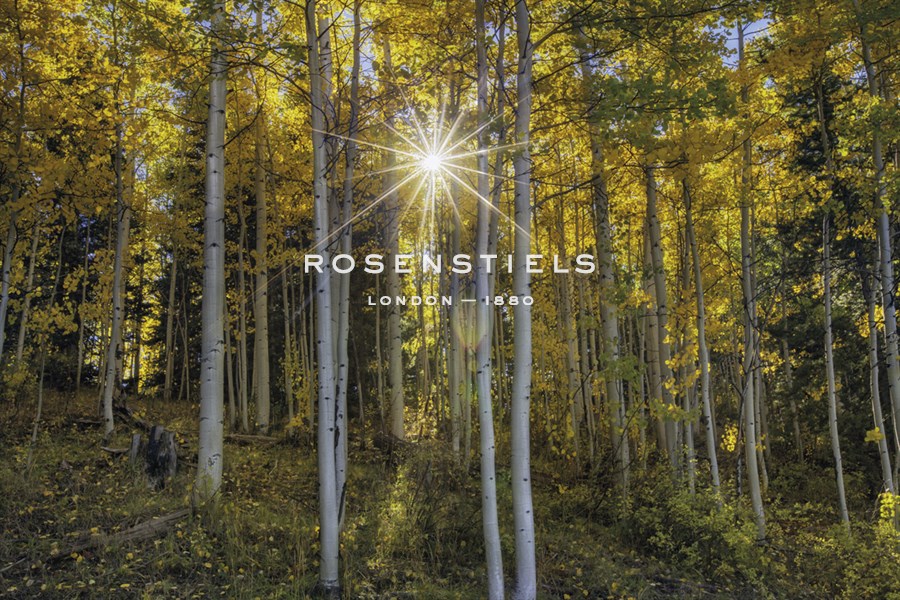 Woodland Sunburst - Michael Greene