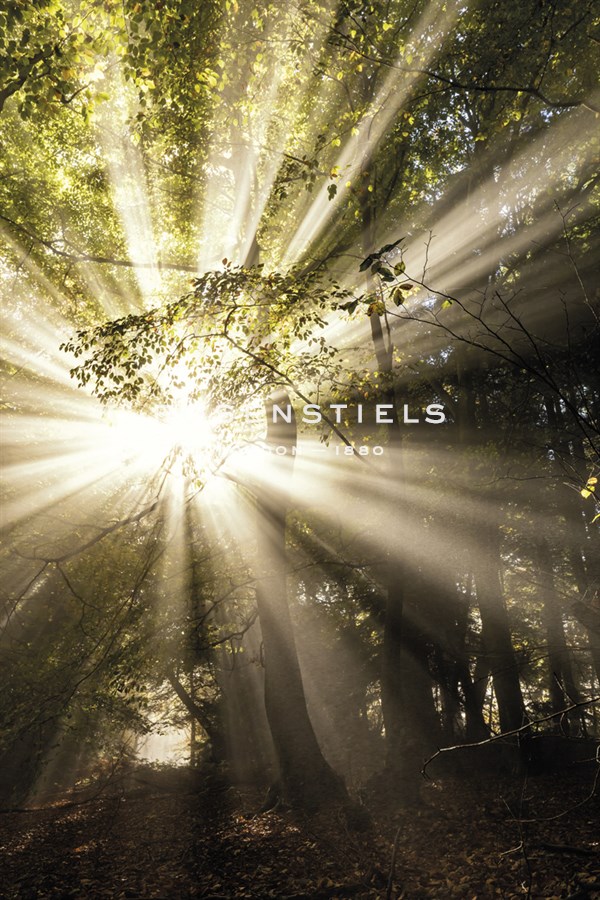 Forest Eclipse - Lee Frost