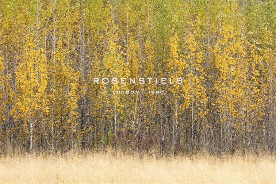 Forest Rhythm - Lee Frost