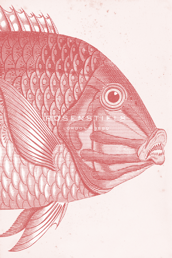 Marine Studies I - Blush - Maria Mendez