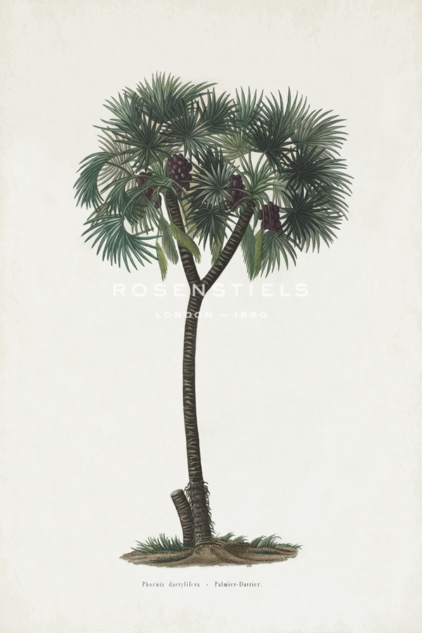 Dattier Palm - The Vintage Collection