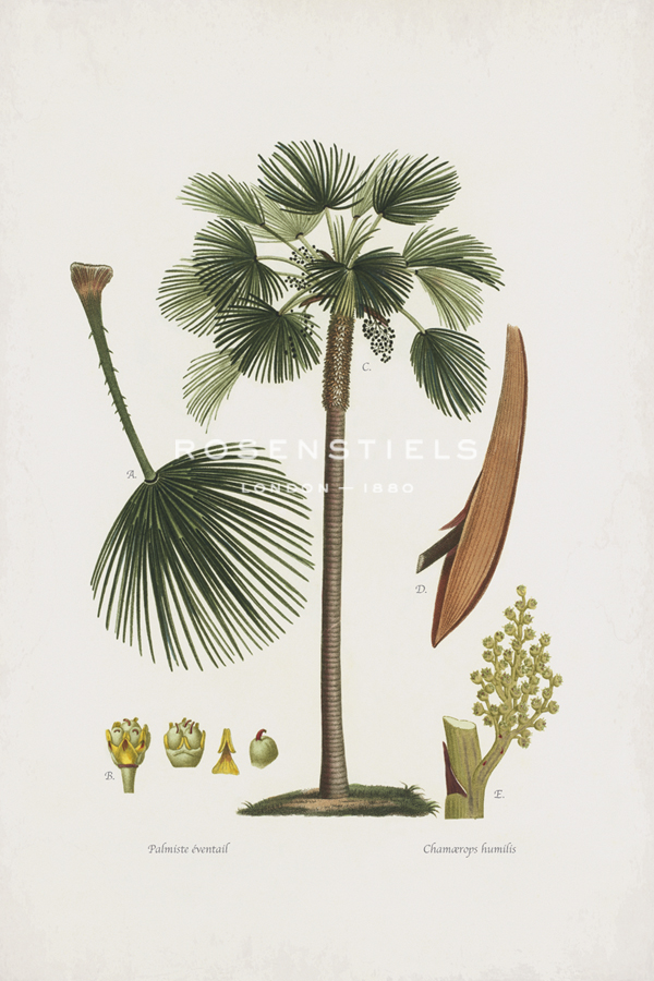 European Fan Palm - The Vintage Collection