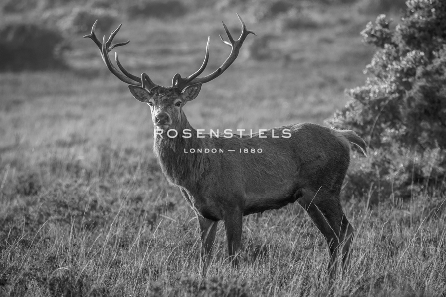 Regal Gaze - Matt Roseveare