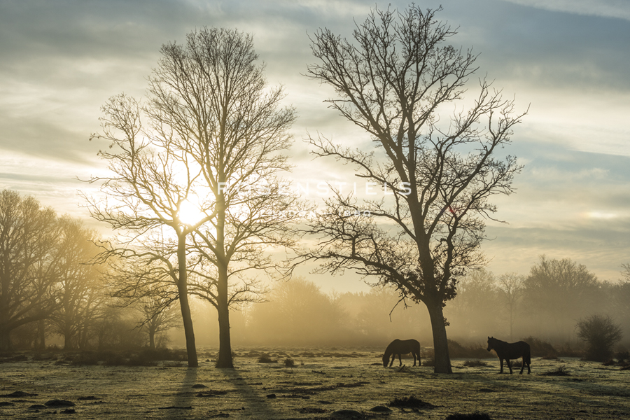 At Daybreak - Matt Roseveare