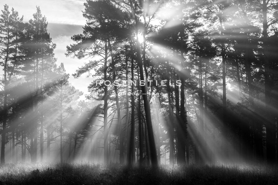 Woodland Light - Matt Roseveare