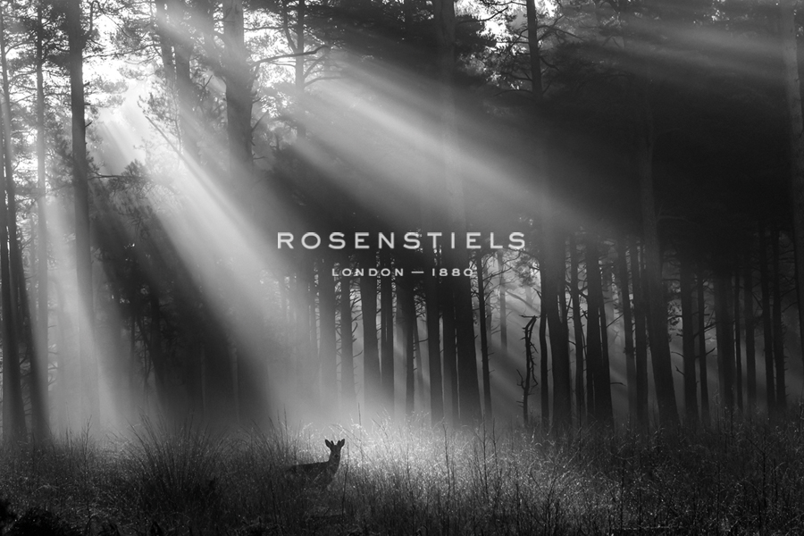 Roe in Rays - Matt Roseveare