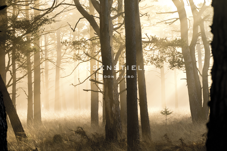 Peaceful Woodland - Matt Roseveare