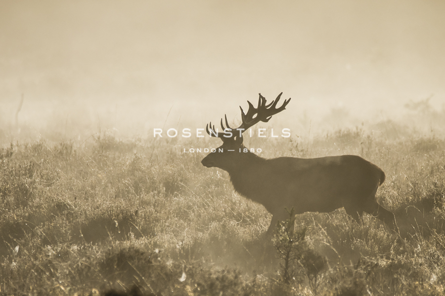 In the Morning Fog - Matt Roseveare