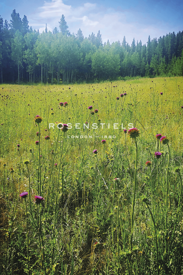 Floral Fields Forever - Urban Octopus