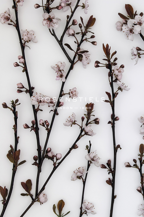 Budding Blossom - Assaf Frank