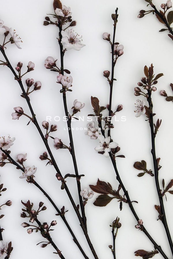 Burgeoning Blossom - Assaf Frank
