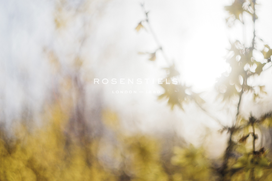 Forsythia - Sarah Hart Morgan