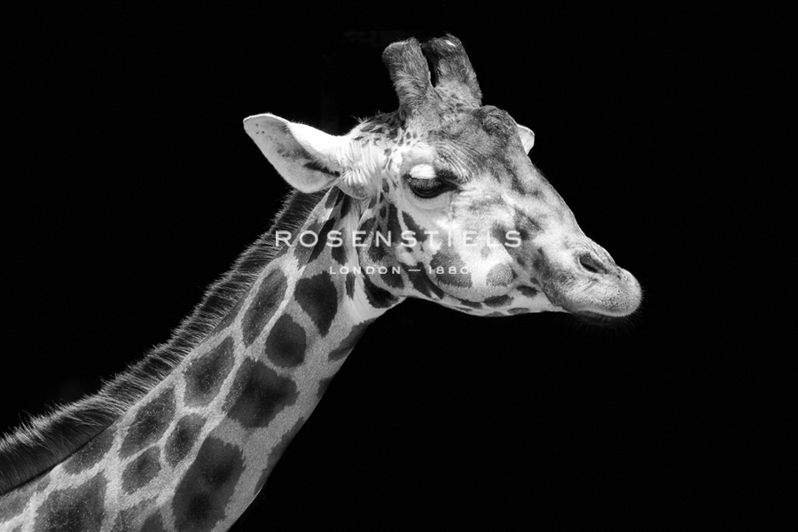 Photo Finish - Noir - Matt Roseveare
