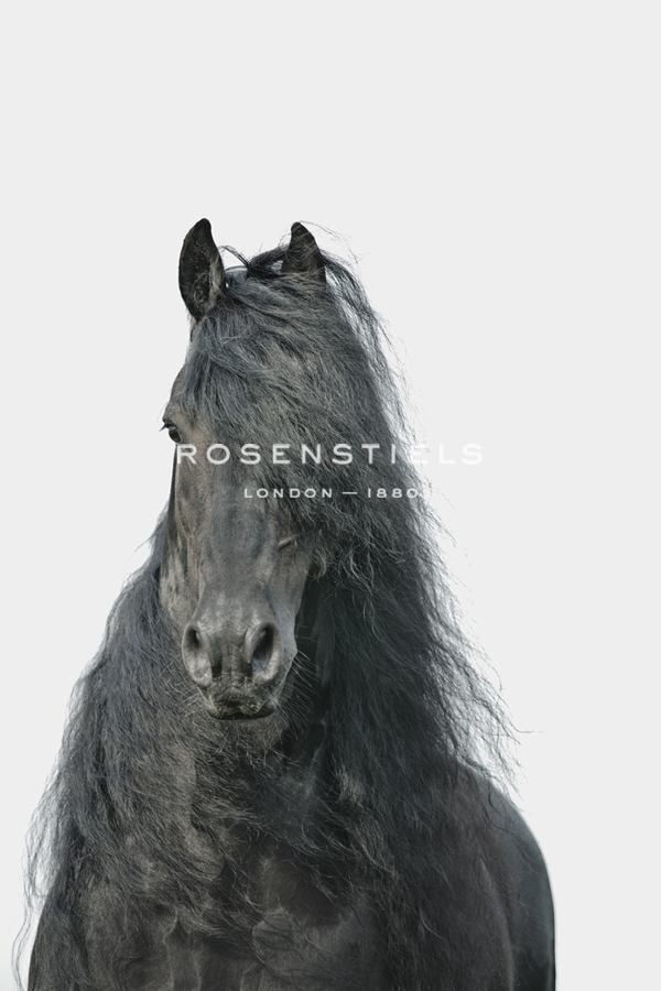 Friesian Portrait - Irene Suchocki