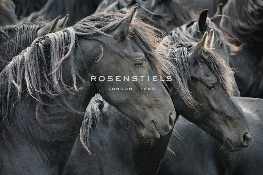 Majestic Admiration - Irene Suchocki