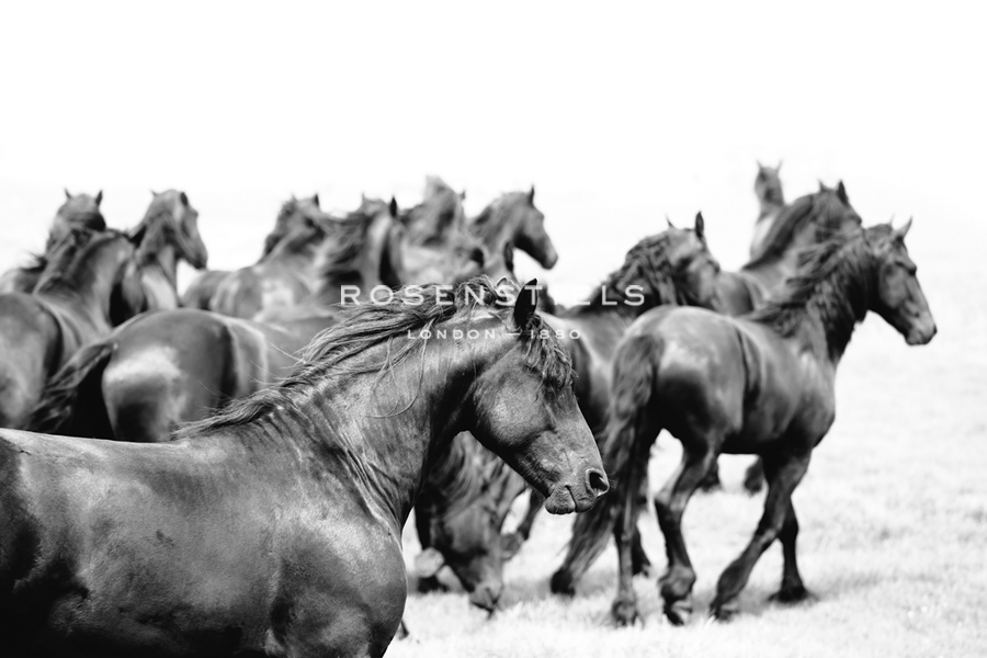 All Together - Irene Suchocki