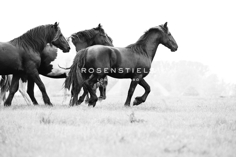 Leading The Way - Irene Suchocki