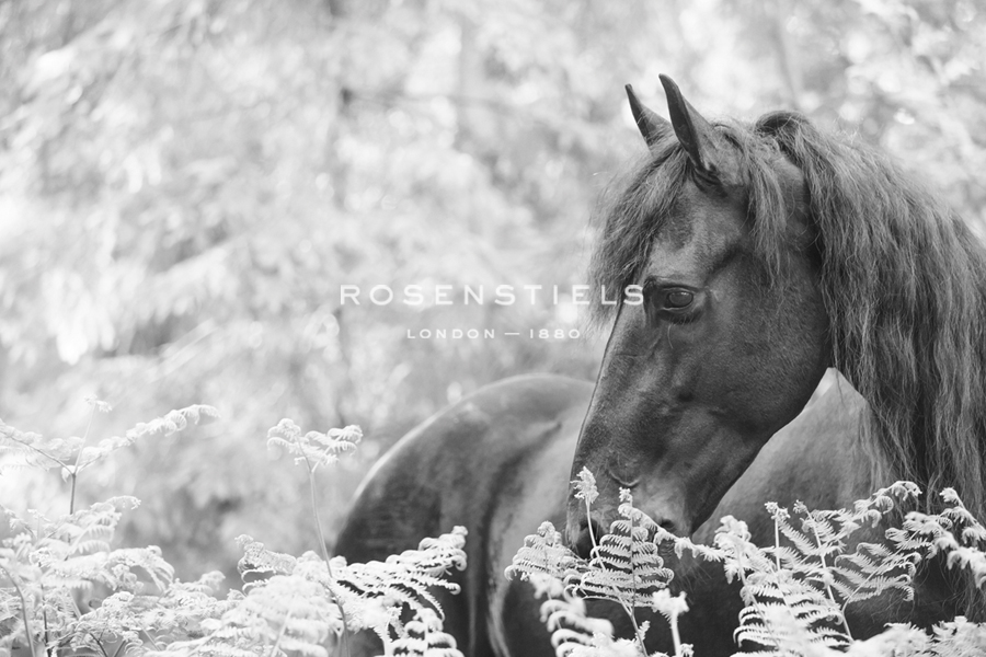 Ethereal Wild - Irene Suchocki