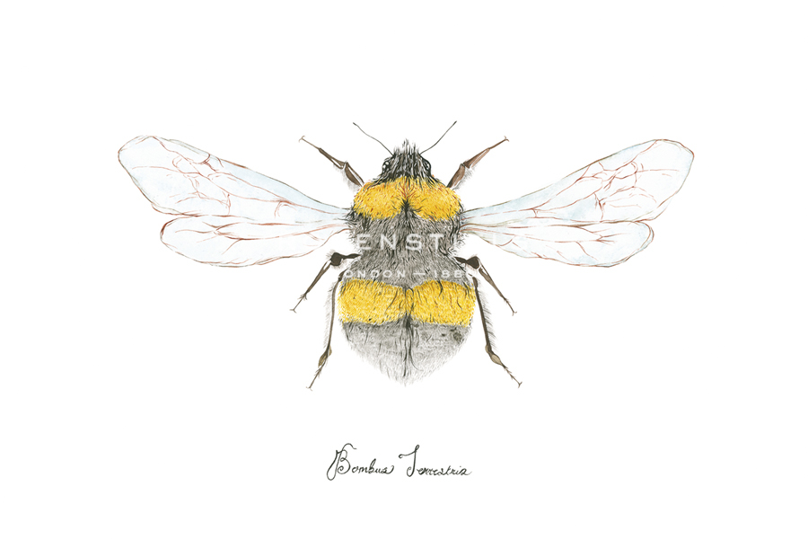 Bombus terrestris - Nina Lewis