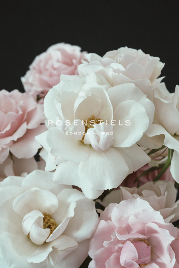 Delicate Romance - Irene Suchocki