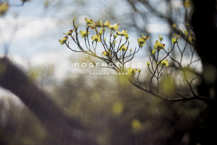 Budding Spring - Sarah Hart Morgan