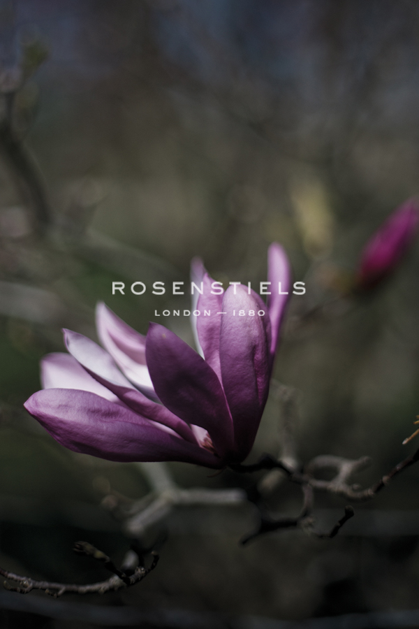 Focus on Magnolia - Sarah Hart Morgan