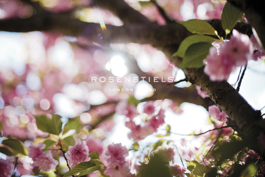 Daydream Blossom - Sarah Hart Morgan