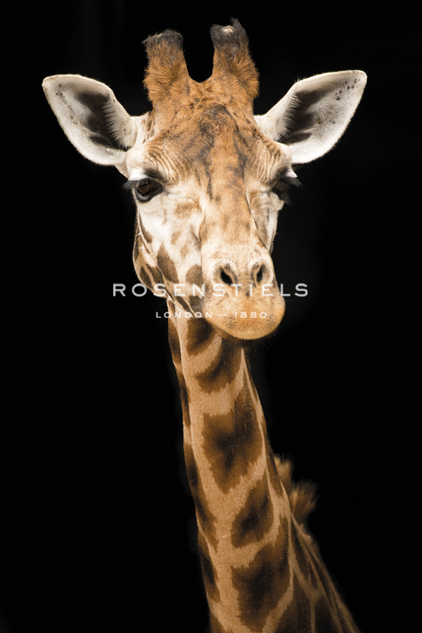 Face the Front - Matt Roseveare