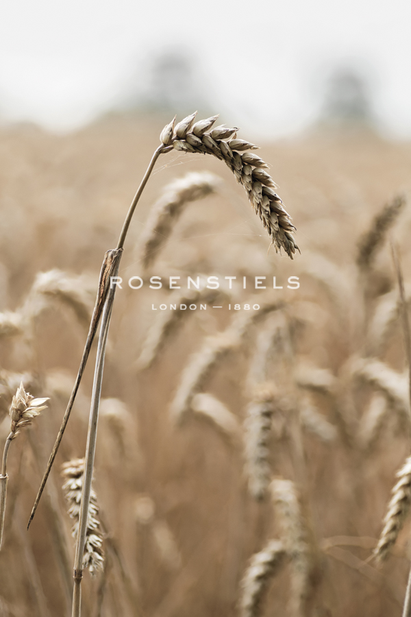 Wavering Wheat - Alan Copson
